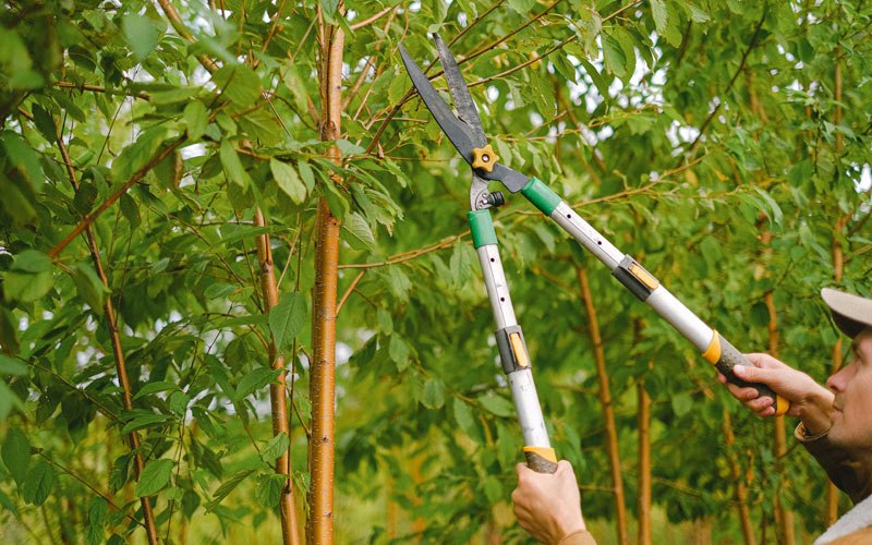 Tree trimming in Ravenna, NE